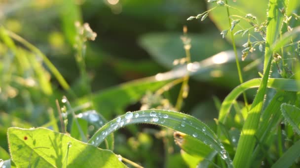 Dewdrops Στην Πλούσια Βλάστηση Ξημέρωμα Φωτεινές Σταγόνες Νερού Συσσωρεύονται Στα — Αρχείο Βίντεο