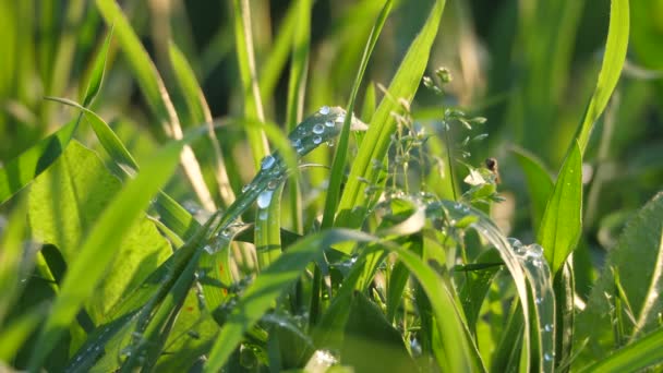 Gouttes de rosée sur la végétation luxuriante à l'aube Gouttes d'eau brillantes accumulées sur les feuilles tôt le matin dans la forêt.Fond particulier des plantes au printemps.