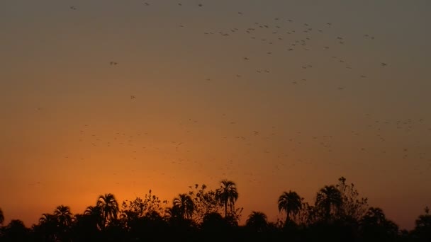 Rebanho Papagaios Voando Pôr Sol Muitos Papagaios Retornando Ninho Anoitecer — Vídeo de Stock