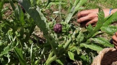 Meyve Bahçesinde Mor Enginar Toplayan Çiftçi. Açık havada tarım işi. Çiftçi kesim aletleriyle sebze topluyor. Organik sebze toplama süreci..