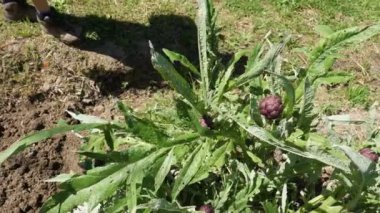 Meyve Bahçesinde Mor Enginar Toplayan Çiftçi. Açık havada tarım işi. Çiftçi kesim aletleriyle sebze topluyor. Organik sebze toplama süreci..