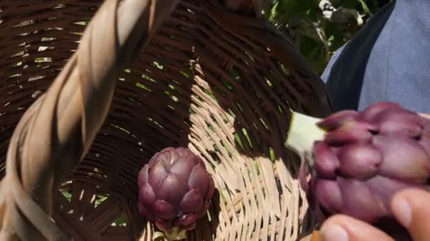 Landwirt Sammelt Lila Artischocken Obstgarten Arbeiten Der Außenlandwirtschaft Bauer Pflückt — Stockvideo