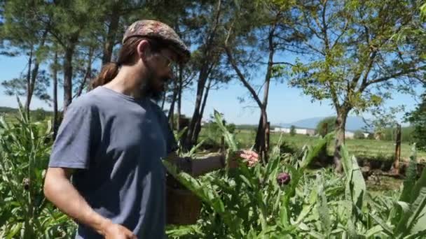Agricultor Recogiendo Alcachofas Púrpuras Huerto Trabajos Agricultura Aire Libre Agricultor — Vídeos de Stock