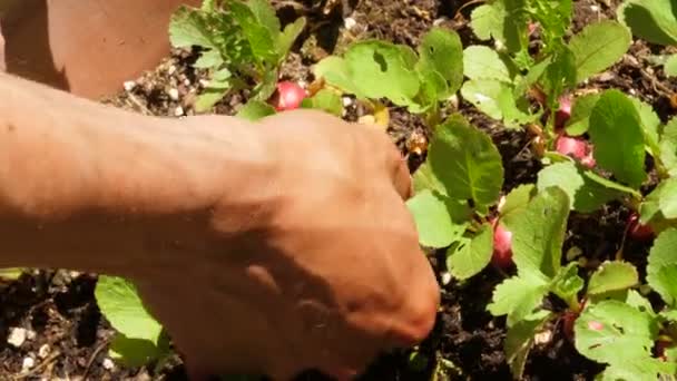 Agricultor Recogiendo Rábanos Huerto Trabajos Agricultura Aire Libre Agricultor Recogiendo — Vídeos de Stock