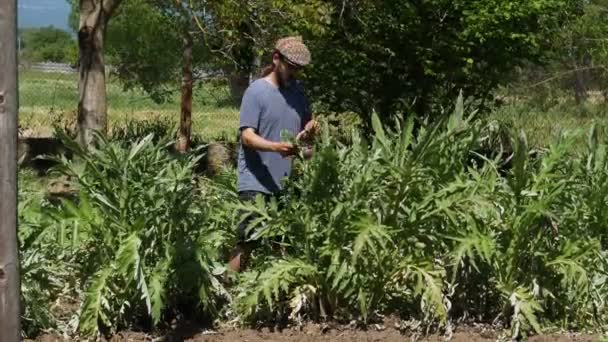 Boer Paarse Artisjokken Verzamelen Boomgaard Buiten Landbouw Jobs Boer Het — Stockvideo