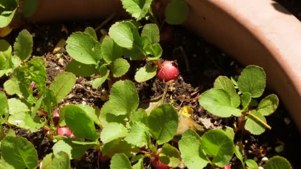 Farmer Collecting Radishes Orchard Outdoor Farmers Jobs Farmer Checching Vegetables — 비디오