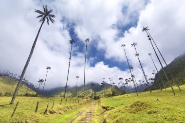 Palmiye ağaçları Cocora Vadisi'nde: Salento, Colombia