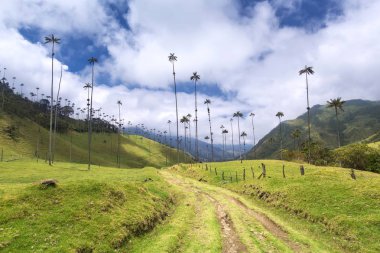 Palm trees in Cocora Valley, Salento, Colombia clipart