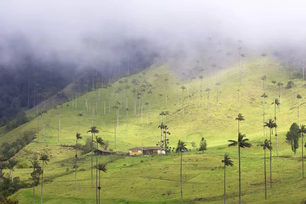 Palmy w dolinie Cocora, Salento, Kolumbia — Zdjęcie stockowe