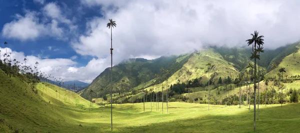 Palmen im cocora-tal, salento, kolumbien — Stockfoto