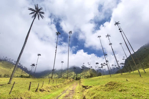 Pálmafák, Cocora-völgy, Salento, Kolumbia — Stock Fotó