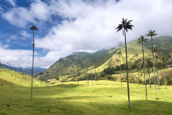 Palmy w dolinie Cocora, Salento, Kolumbia — Zdjęcie stockowe