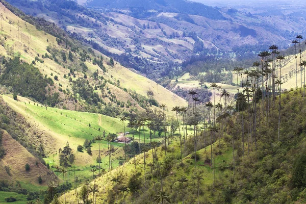 Palmeras en Valle del Cocora, Salento, Colombia — Foto de Stock