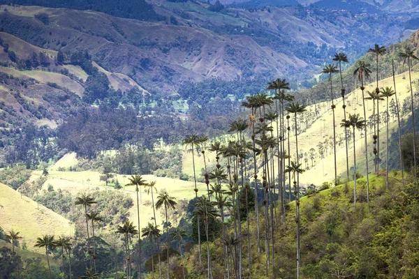 Palmy w dolinie Cocora, Salento, Kolumbia — Zdjęcie stockowe