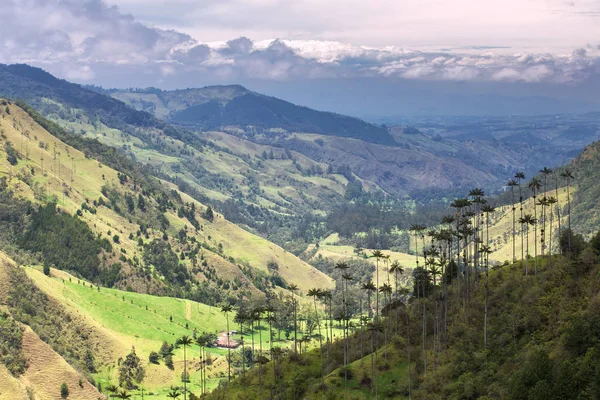 Palmy w dolinie Cocora, Salento, Kolumbia — Zdjęcie stockowe