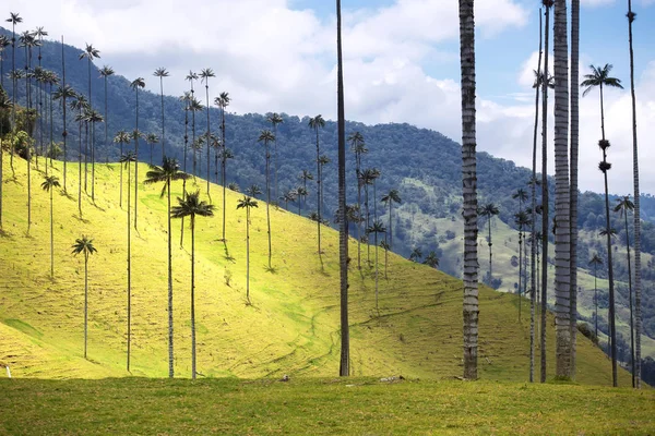 Palm trees in Cocora Valley, Salento, Colombia — Stock Photo, Image