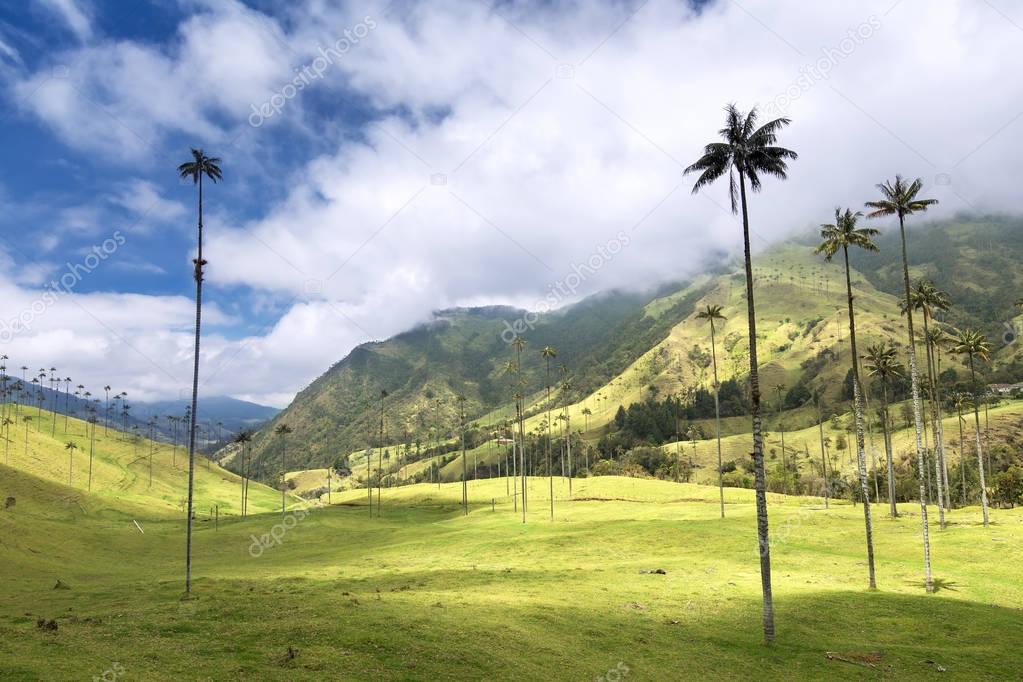 Palm trees in Cocora Valley, Salento, Colombia