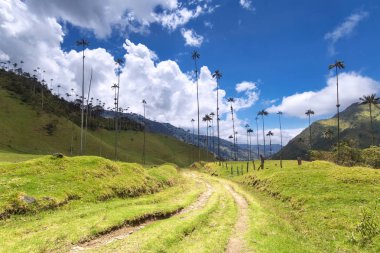 Palmiye ağaçları Cocora Vadisi'nde: Salento, Colombia