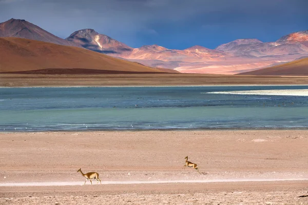 Yüksek irtifa lagün Plato Altiplano, Eduardo Avaroa üzerinde bir — Stok fotoğraf