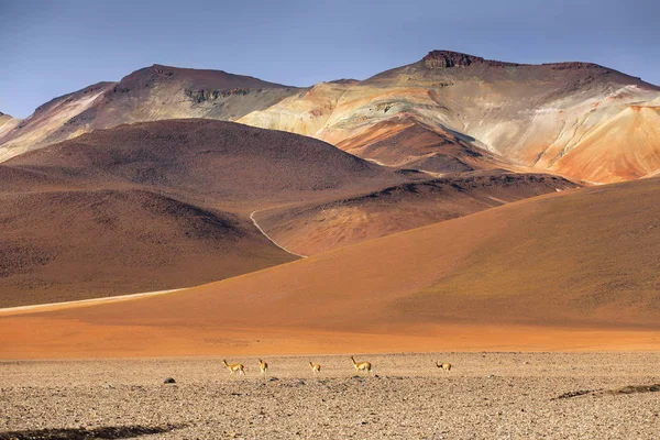 High Altiplano plateau, Eduardo Avaroa Andean Fauna National Res — Stock Photo, Image