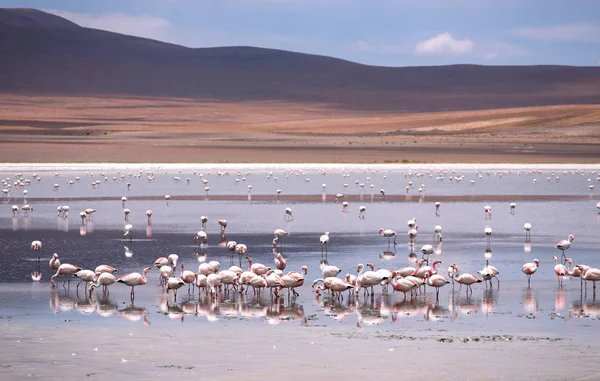 Hochlagune mit Flamingos auf dem Hochplateau Altiplano, ed — Stockfoto