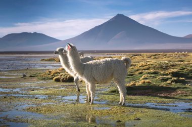 Colorada lagün Lamas flamingolar Altip Plato üzerinde ile
