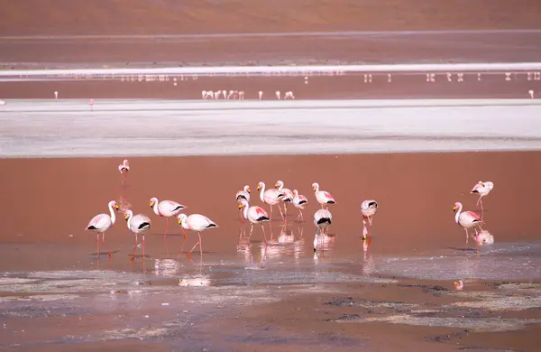 Lagune Colorada avec flamants roses sur le plateau Altiplano, Eduardo — Photo