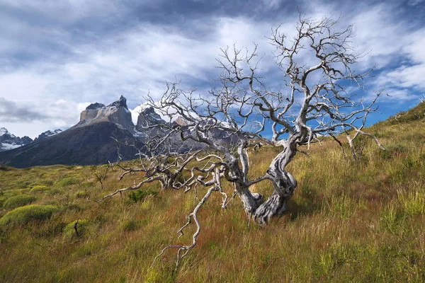 Torres del Paine national park, Patagonia, Chile Royalty Free Stock Photos