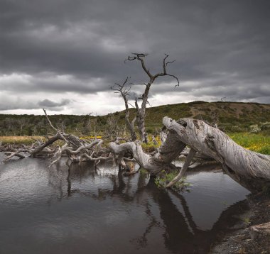 Arjantin, Tierra del Fuego 'da eğri ağaçlar