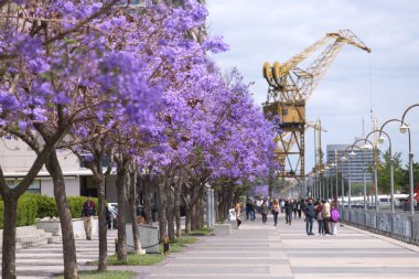 Buenos Aires 11 Kasım: Bahar çiçekli jakaranda Buenos a