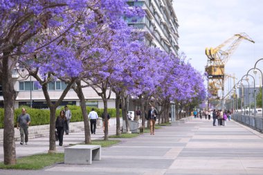 Buenos Aires 11 Kasım: Bahar çiçekli jakaranda Buenos a