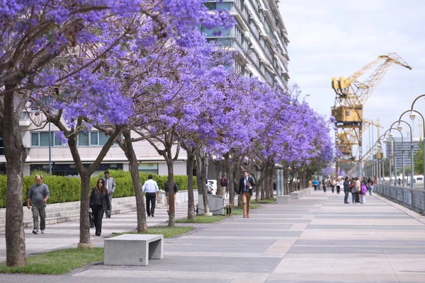 BUENOS AIRES 11 DE NOVIEMBRE: Jacaranda floreciente de primavera en Buenos Aires — Foto de Stock