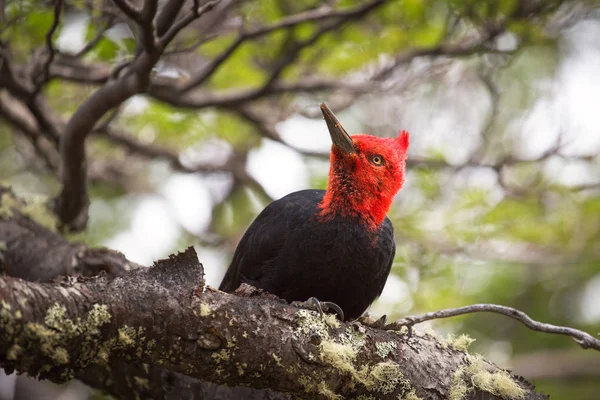 Magellanska hackspett på nationalparken Los Glaciares, Patagonia — Stockfoto