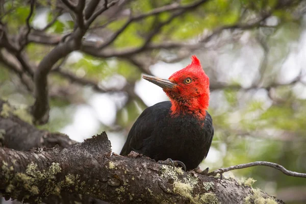 Magellanska hackspett på nationalparken Los Glaciares, Patagonia — Stockfoto