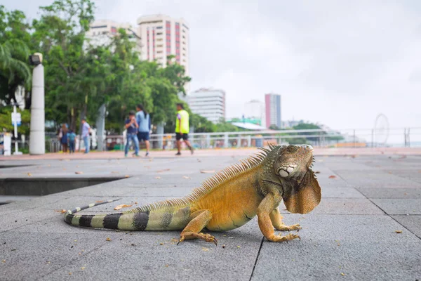 İguana Guayaquil, Ekvator Guayas Nehri'nin Malecón üzerinde — Stok fotoğraf