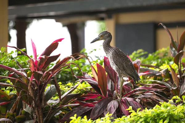 Pássaro no Malecon e no Rio Guayas em Guayaquil, Equador — Fotografia de Stock