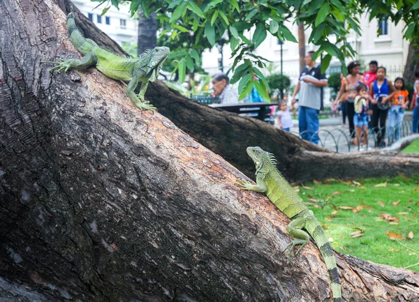 Guayaquil, Ecuador, 12 februari: De beroemde Seminario Park waar — Stockfoto