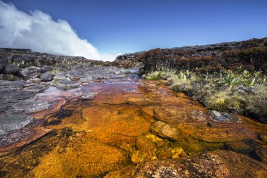Renkli nehir ve havuzları üzerinde Mount Roraimpa, Venezuela