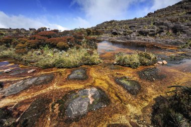 Renkli nehir ve havuzları üzerinde Mount Roraimpa, Venezuela