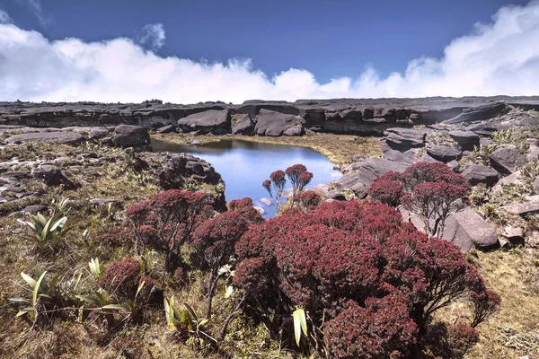 Renkli nehir ve havuzları üzerinde Mount Roraimpa, Venezuela — Stok fotoğraf