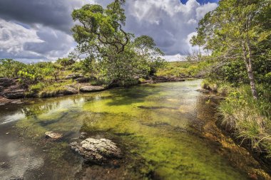 Cano Cristales (beş renk River), La Macarena, Meta, Colomb