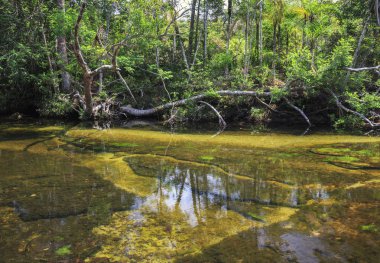 Cano Cristales (beş renk River), La Macarena, Meta, Colomb