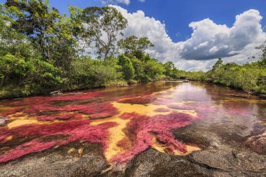 Cano Cristales (beş renk River), La Macarena, Meta, Colomb