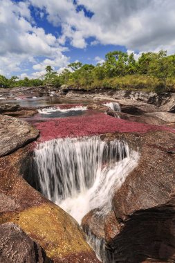 Cano Cristales (beş renk River), La Macarena, Meta, Colomb