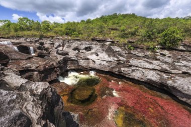 Cano Cristales (beş renk River), La Macarena, Meta, Colomb