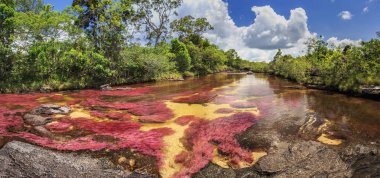 Cano Cristales (beş renk River), La Macarena, Meta, Colomb