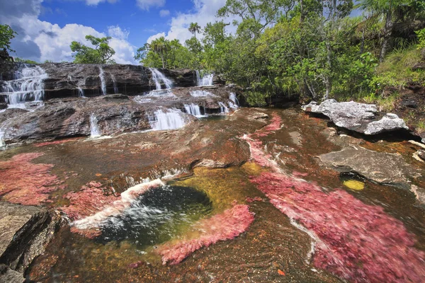 Cano Cristales (flod av fem färger), La Macarena, Meta, Colomb — Stockfoto