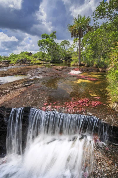 Cano Cristales (Fiume di cinque colori), La Macarena, Meta, Colomb — Foto Stock