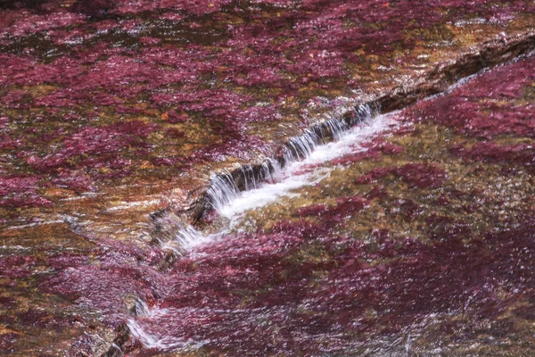 Cano Cristales (River of five colors), La Macarena, Meta, Colomb — Stock Photo, Image