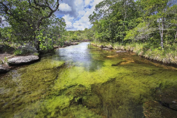 Cano Cristales (beş renk River), La Macarena, Meta, Colomb